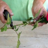 Kako ukorijeniti ružu iz buketa kod kuće u krompiru